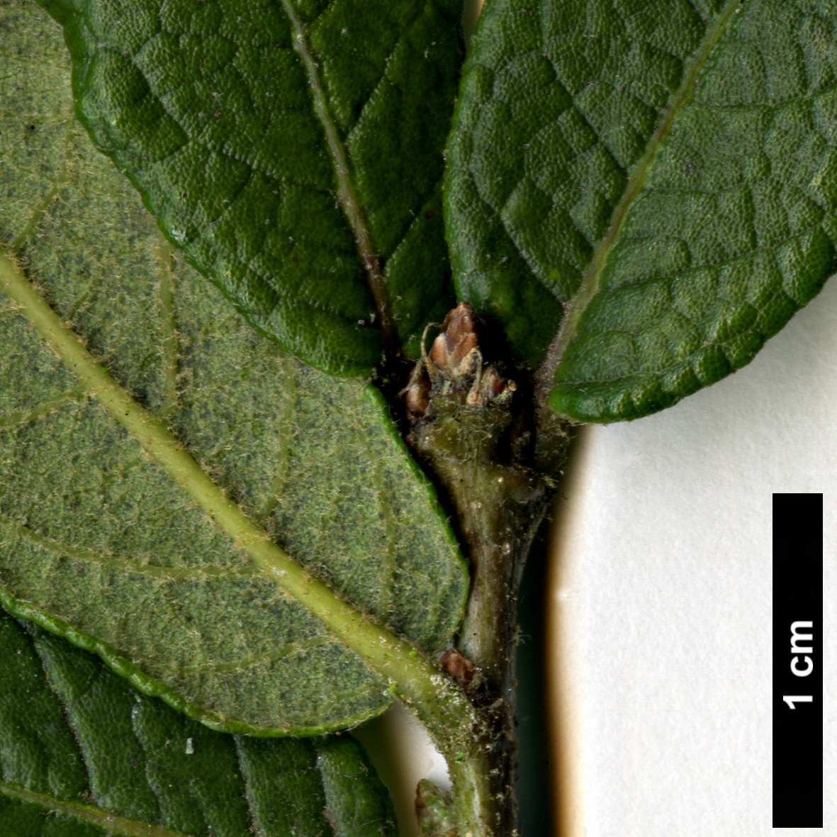 High resolution image: Family: Fagaceae - Genus: Quercus - Taxon: ariifolia × glabrescens